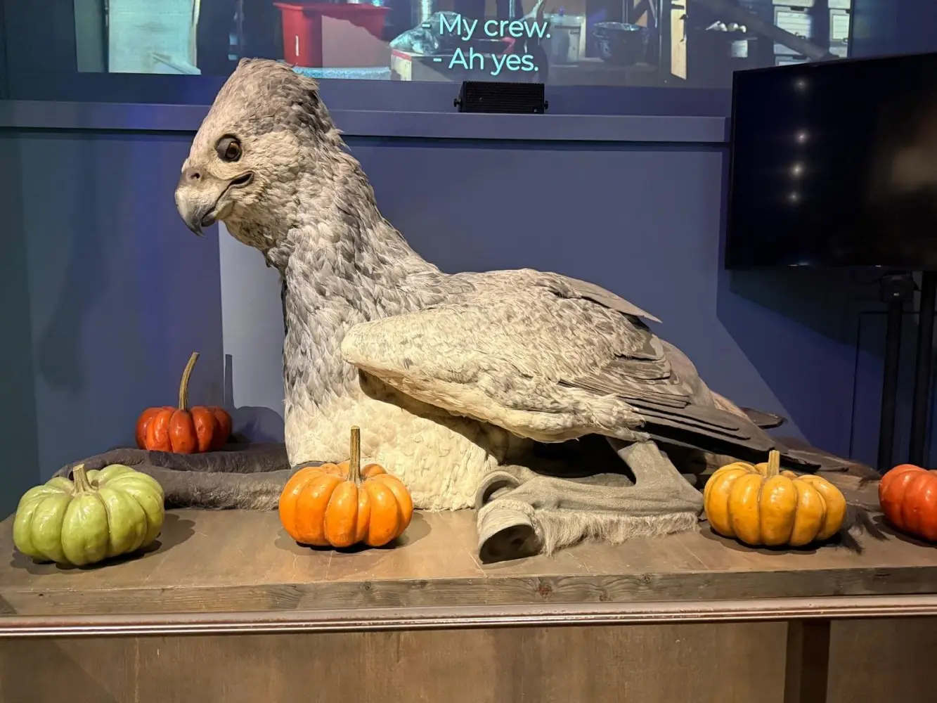 A life-sized model of Buckbeak the Hippogriff resting on a platform, surrounded by small decorative pumpkins in various colours.