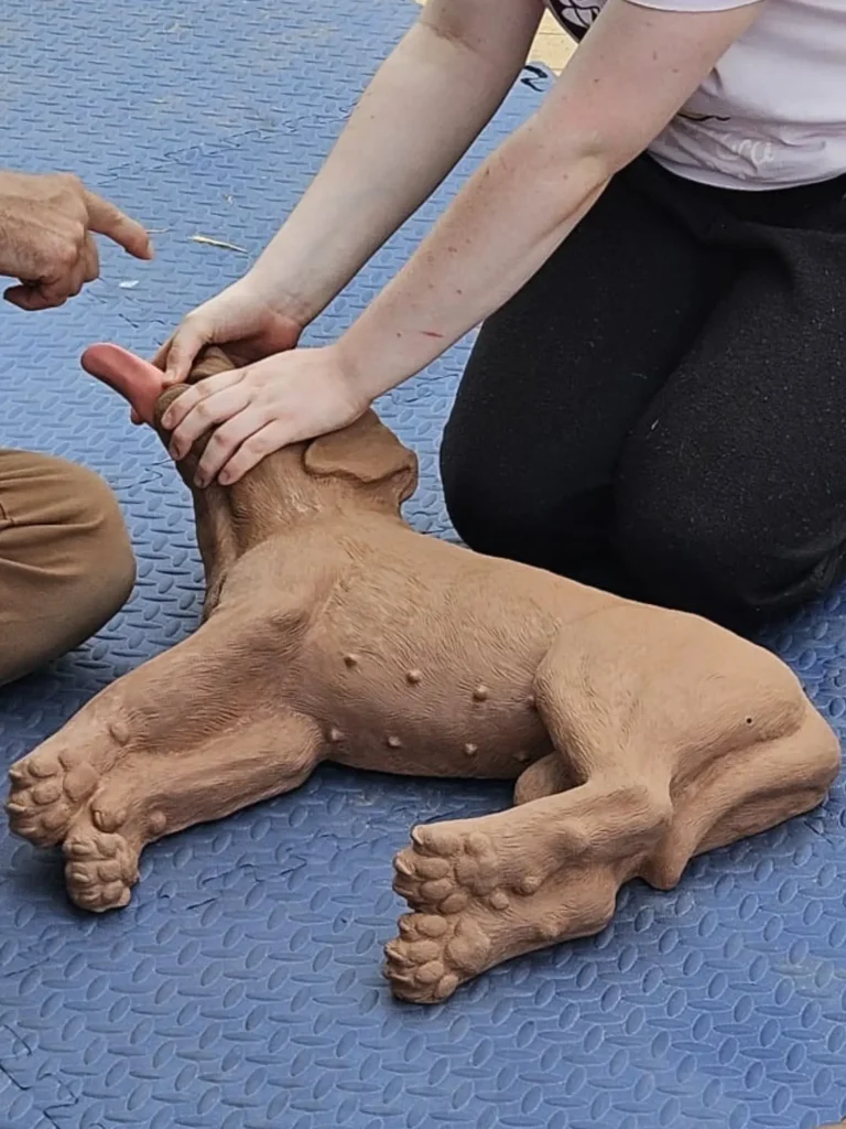 Young person doing a free Dog CPR workshop at Barry Island.